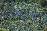 Cuatro mil hectáreas de agave mezcalero erosionan campo y biodiversidad en la Mixteca poblana