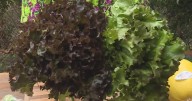 Produce deals of the week 10/1/2025