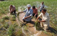 Cabinet Hikes MSP For Six Rabi Crops, Sees Over Rs 84,000 Crore Total Payout To Farmers