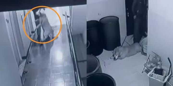 Video: hombre le propinó una brutal golpiza a su mascota; autoridades ya rescataron a Samantha