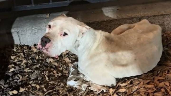 California Dog Found Alone And Weak Was Eating Rocks In A Desperate Attempt To Survive