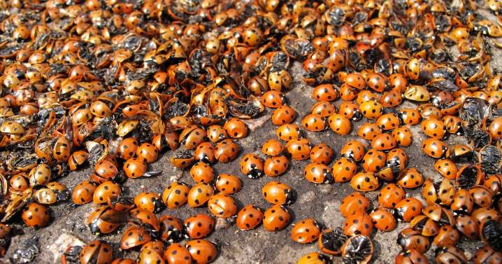 Scots householders left shocked as ladybirds swarm homes