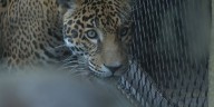 Birmingham Zoo welcomes new jaguar
