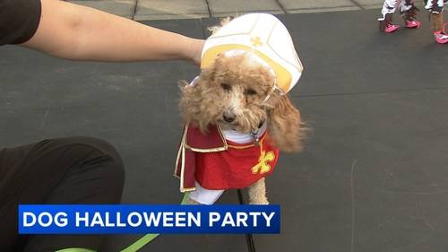 Chicago Halloween events: Pet costumes on display at 38th Annual Streeterville Dog Halloween Party at Museum of Contemporary Art