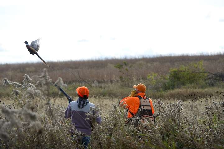 Pheasant releases to boost hunting delayed after plane crash that killed 3