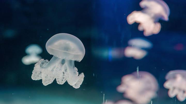 How Do Jellyfish Reproduce? Egg Laying vs. Self