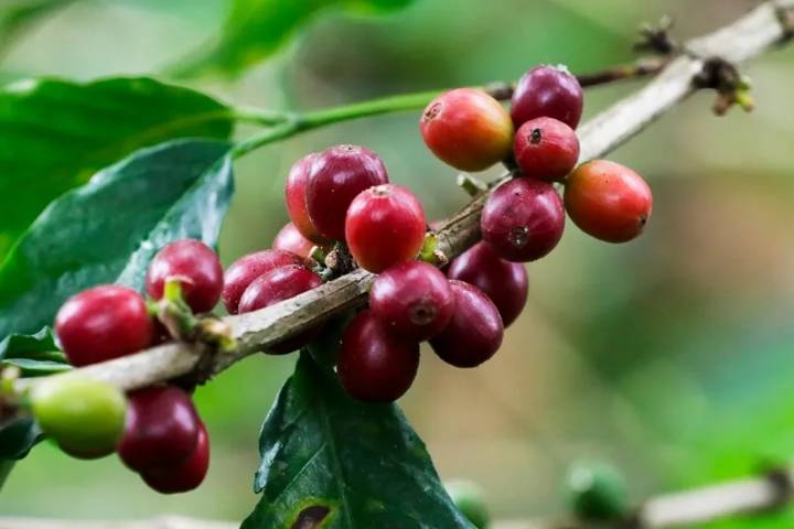 El agricultor colombiano que enseñó a Ecuador a saborear su propio café
