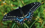 Checa lo que significa que una mariposa negra visite tu casa