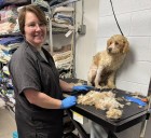Volunteers clean up 71 ‘scared’ dogs covered in urine and feces