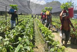 Avanza en Nariño el programa de sustitución de cultivos de uso ilícito, con una inversión de $400 mil millones.