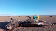Encontraron más de 20 orcas muertas en Tierra del Fuego: investigan las causas tras descartar lesiones