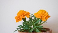 Cempasúchil o clavel chino, el oro botánico que cura cuerpo y alma y no solo se usa en el Día de los Muertos