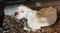 California Dog Found Alone And Weak Was Eating Rocks In A Desperate Attempt To Survive