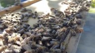 Nebraska beekeepers fight to save America's bees amid growing colony collapse