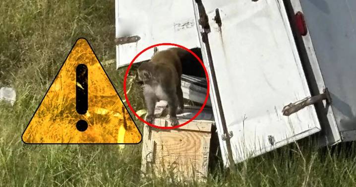 Camión con monos infectados con herpes, hepatitis C y Covid se vuelca en carretera de Mississippi y uno de ellos queda libre (VIDEO)