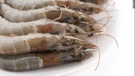 Two Baton Rouge men among three cited by LDWF for having 163 pounds of shrimp over limit