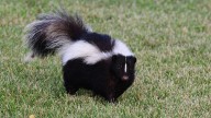 How To Keep Skunks Out Of Your Yard (For Good)