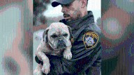 'Shivering' dog rescued from rising Southern California stormwaters