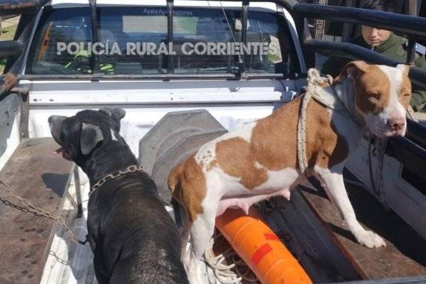 SORPRESA! Encuntran un criadero ilegal de pitbulls en Goya Corrientes (IMÁGENES)
