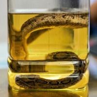 Snakebite surge as Bangladesh hit by record rains