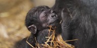 Baby gorilla at Cincinnati Zoo now has a name
