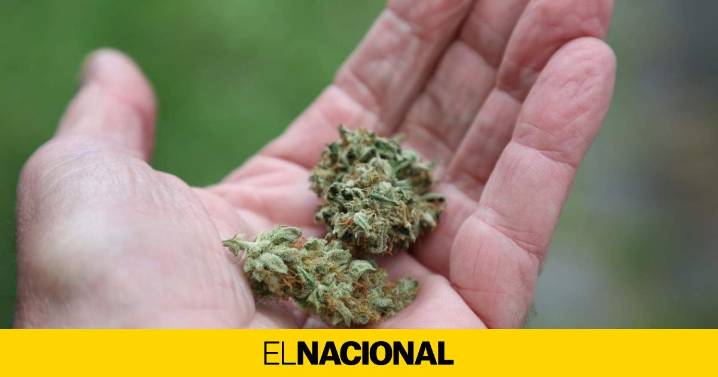 Luz verde al consumo de cannabis medicinal: uso restringido y bajo control hospitalario