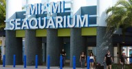 The cherished and controversial Miami Seaquarium closes its doors