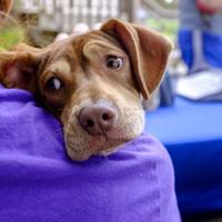 Pets blessed on Feast of St. Francis of Assisi