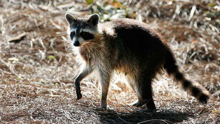 Confirman caso de mapache con rabia en Voorhees, NJ