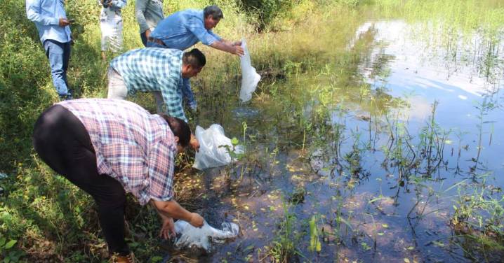 Entrega Gobierno más de 100 mil alevines en comunidades de Comala