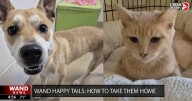 WAND's Happy Tails featuring Angel and Birthday Cake