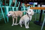 Letters: Dogs at restaurants? Let's try the middle ground.