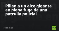 Pillan a un alce gigante en plena fuga de una patrulla policial