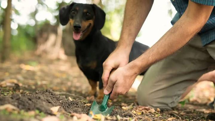Campaña busca incentivar la recolección adecuada de excretas generadas por mascotas en Bogotá