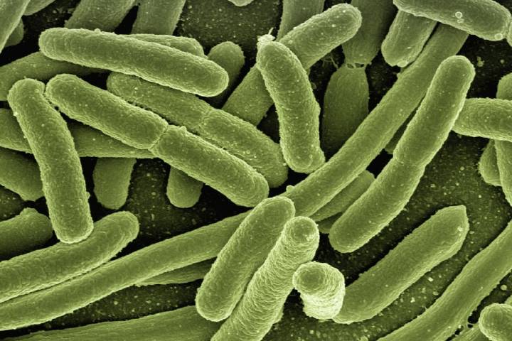 "Entender quiénes somos”. Las sorprendentes y variadas formas en las que la nociva bacteria E.coli ha contribuido al avance de la ciencia