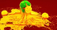 Doctors Intrigued by Shot That Prevents Multiple Types of Cancer in Mice