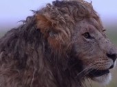 Nzuri, el león con rulos viral que rompe corazones en redes
