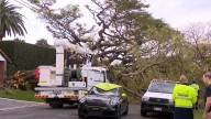 Massive tree smashes cars in ritzy street
