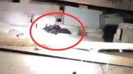 Missouri Rescuers Follow Whimpers And Discover What A Starving Dog Was Hiding All Along