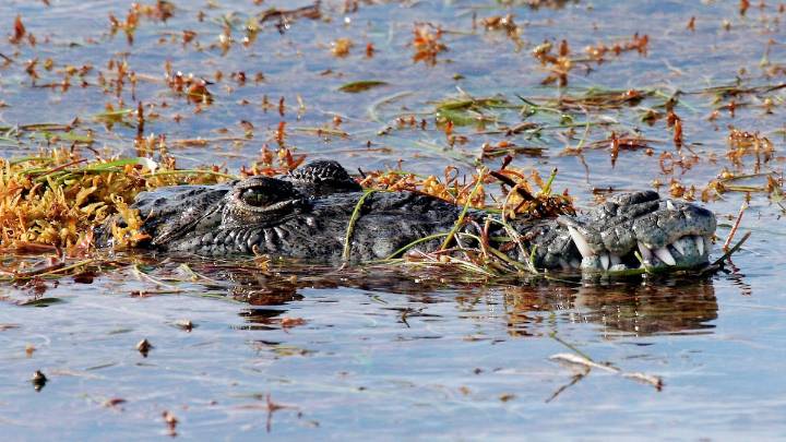 Crocodile shot with a speargun in the Florida Keys