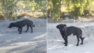 California Rescuers Pull A Small Dog From An Empty Road And Are Stunned By The X