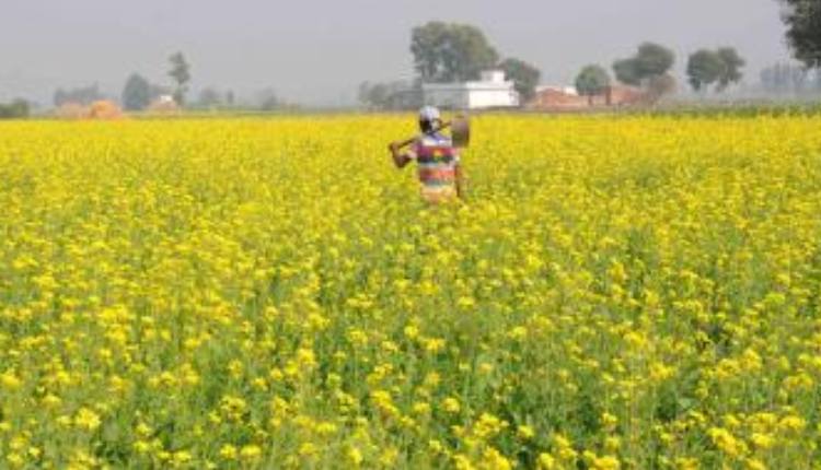 MSP Hike On Rabi Crops Shows Govt Commitment: Farmers