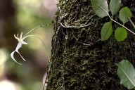 Trump Administration Suggests Listing Florida’s Elusive Ghost Orchid as Endangered