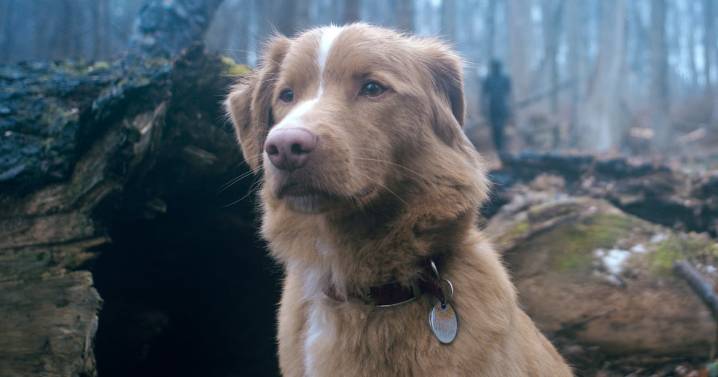 ‘Good Boy’: The Haunted House Movie From the Point of View of a Dog