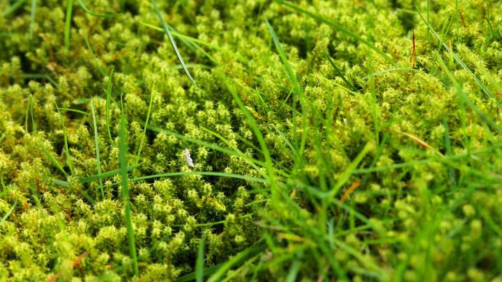 Gardeners are being urged to sprinkle baking soda on the lawn this October