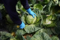 A recipe for avoiding 15 million deaths a year and climate disaster is fixing food, scientists say