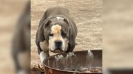 North Carolina Woman Rescues Dog From Shelter Overnight, The Surprising Result Will Melt Your Heart