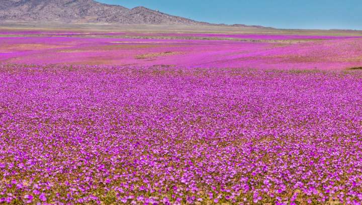 World's Driest Hot Desert Is Transformed Into A Rare And Fleeting, Bright Fuchsia
