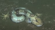 “Bomba biológica”. Cuáles son los sorprendes hallazgos de una expedición submarina en el Atlántico Sur
