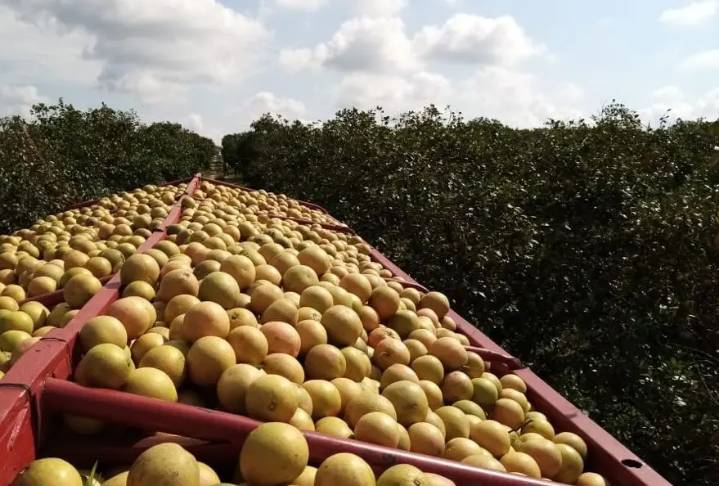 Matan a empresario citrícola en Álamo Temapache, Veracruz
